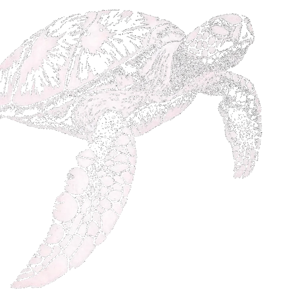 Turtle Sketch